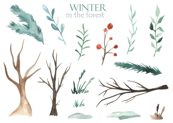 Kerstplanten Bessen Takken Bladeren Winterbomen Takken Gras Aquarel Winter Clipart — Stockfoto