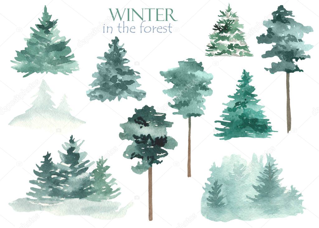 Fir plants, fir trees and pines on a white background. Watercolor hand drawn clipart