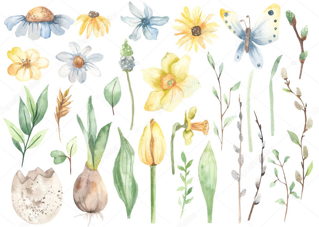 Spring flowers, hyacinths, tulips, daffodils, pussy willows, leaves, spring greenery. Watercolor clipart