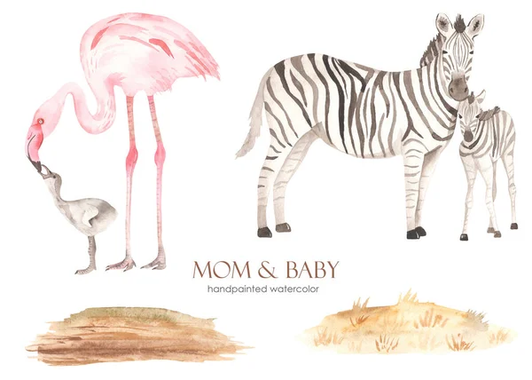 Mamma Och Barn Afrika Zebror Flamingos Äng Torrt Gräs Akvarell — Stockfoto