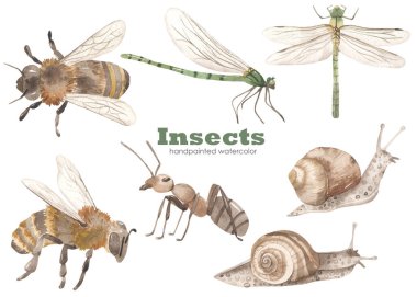 Arı, yusufçuk, karınca, salyangoz. Suluboya elle çizilmiş klişe. Gerçekçi böcekler