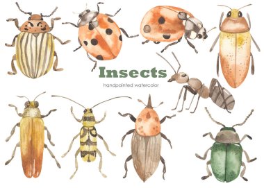 Böcekler, karınca, uğur böceği, Colorado patates böceği. Suluboya elle çizilmiş klişe. Gerçekçi böcekler