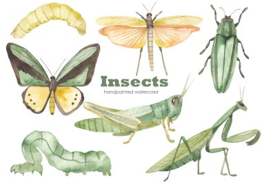 Praying mantis, green grasshopper, grasshopper with wings, green butterfly, caterpillars. Watercolor hand drawn clipart. Realistic insects clipart