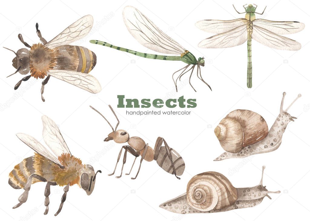 Bee, dragonfly, ant, snail. Watercolor hand drawn clipart. Realistic insects