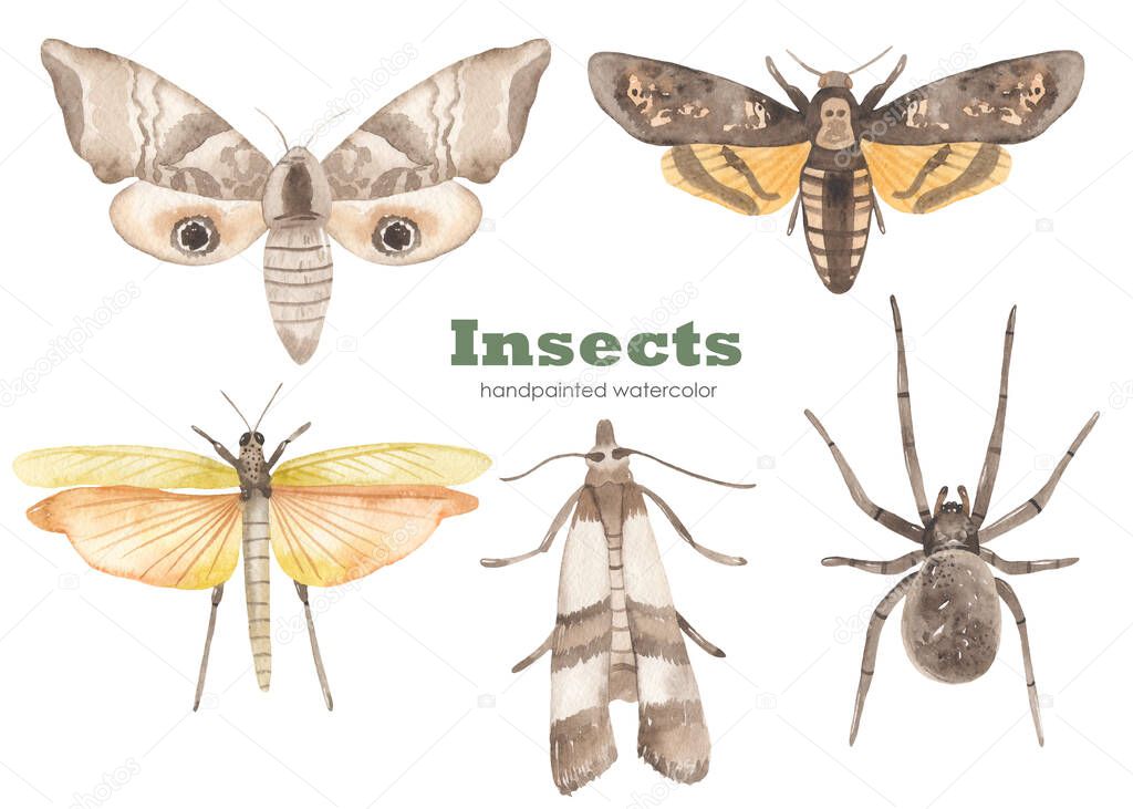 Moths, dead head, spider, grasshopper with wings. Watercolor hand drawn clipart. Realistic insects