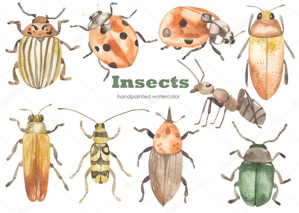 Beetles, ant, ladybug, colorado potato beetle. Watercolor hand drawn clipart. Realistic insects