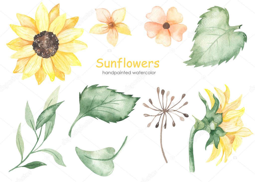 Sunflowers, leaves, flowers, inflorescences, sunflower sideways. Watercolor hand drawn clipart