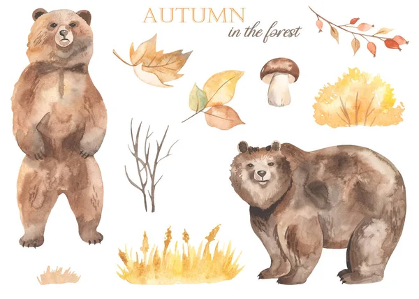 Бурый Медведь Осенние Листья Ягоды Желтая Поляна Шипы Трава Грибы — стоковое фото