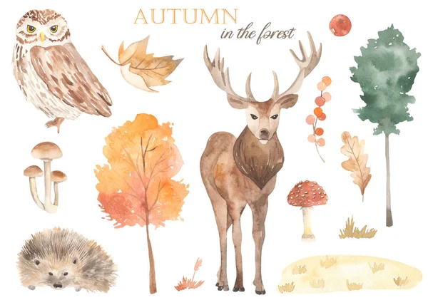 Owl Deer Hedgehog Pine Tree Autumn Tree Mushrooms Meadow Autumn — Stock Photo, Image