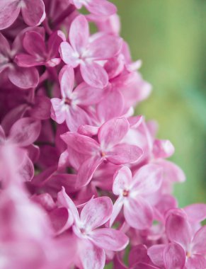 Çiçek açan leylak çiçekleri, ilkbahar arka planı, makro fotoğraf..