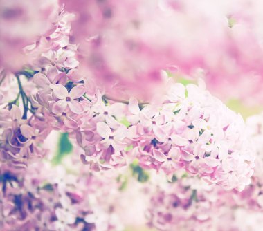 Çiçek açan pembe leylak çiçekleri, bahar doğası., .