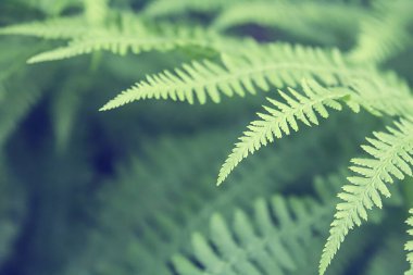 Eğreltiotu yaprağı ormanda, doğa arka planında..