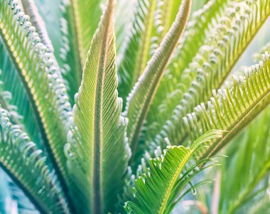 Avuç içi yapraklarının dokusu yakın.