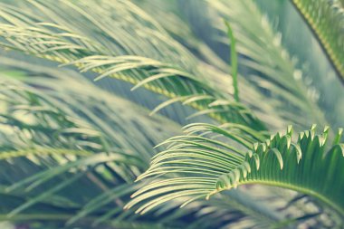 Palmiye yaprakları yakın.