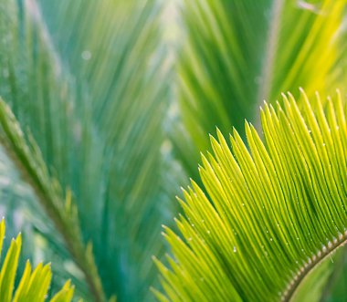 Tropikal yapraklı güzel doğal desen