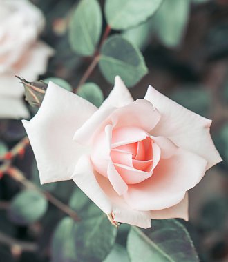 Pembe gül, eski arkaplan.