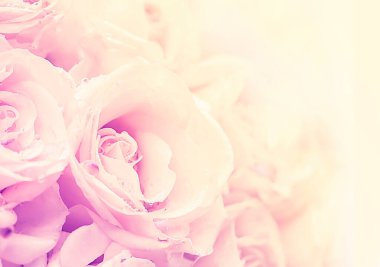 Su damlalı sarı güller, yaklaşın..