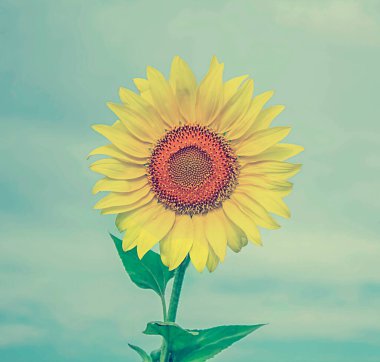 Arka planda bir ayçiçeği mavi gökyüzünde.