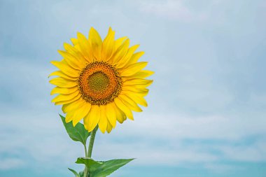 Arka planda açan ayçiçeği mavi gökyüzünde.