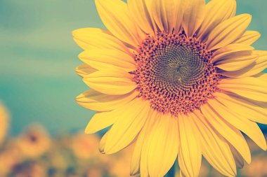 Çiçek açan ayçiçeğini kapat.