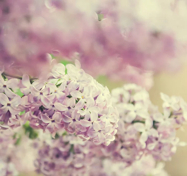 ピンクライラックの花を閉じる 春の自然背景 マクロ写真 — ストック写真