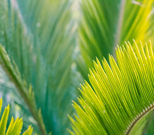 Tropikal yapraklı güzel doğal desen