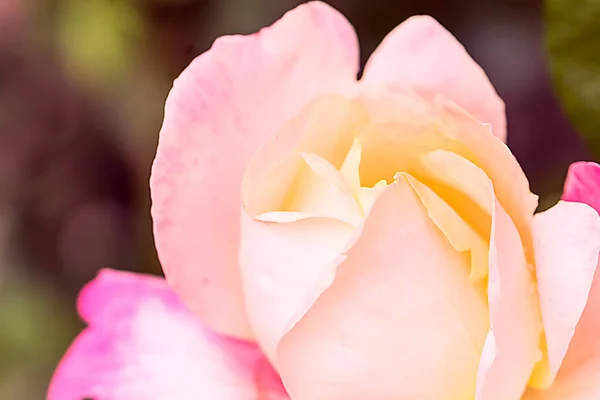 Çiçek Açan Gül Yakın Doğa Yaz Arkaplanı — Stok fotoğraf