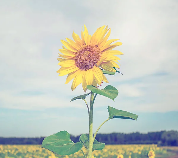 Квітучий Соняшник Фоні Блакитного Неба — стокове фото