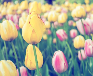 Pembe ve sarı laleler, bahar çayırları arka plan, laleler tarlası..