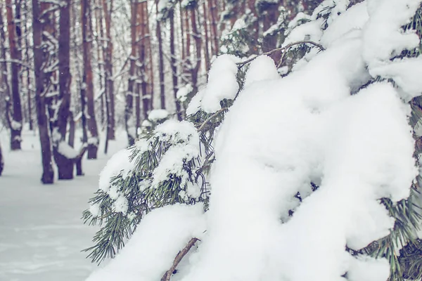 Zimní Krajina Les Zasněženými Jedlemi — Stock fotografie