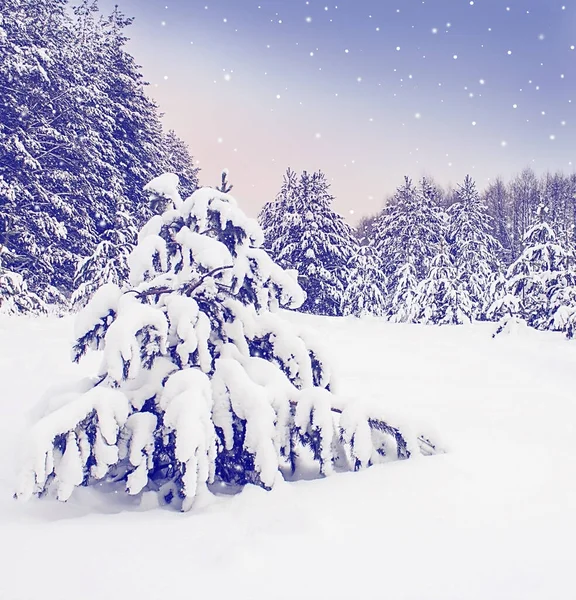 Paisaje Invernal Bosque Con Abetos Cubiertos Nieve — Foto de Stock