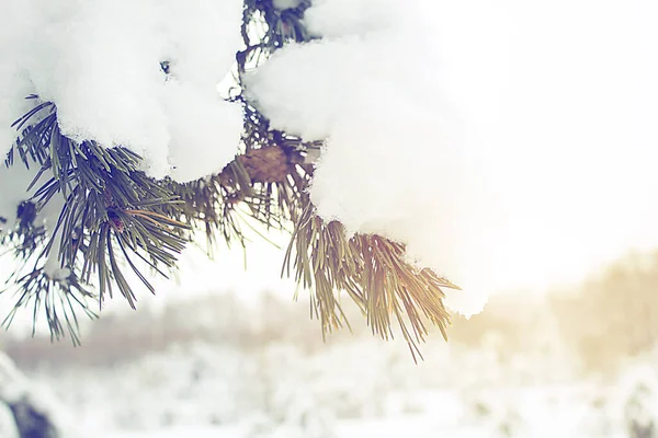 Zimní Krajina Les Zasněženou Jedlovou Větví Zblízka — Stock fotografie