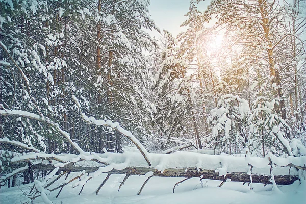 Paisagem Inverno Floresta Com Abetos Cobertos Neve — Fotografia de Stock