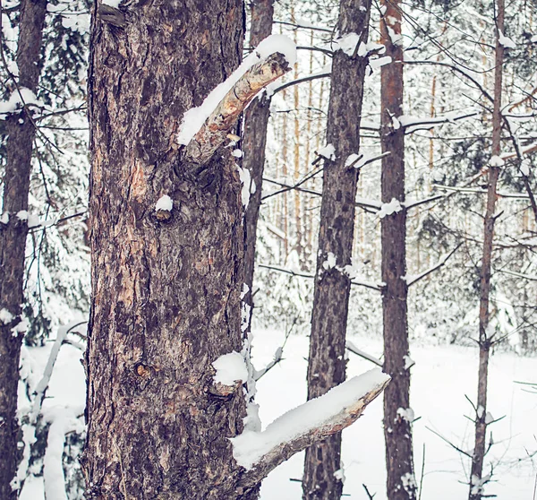 Zimní Krajina Les Zasněženými Jedlemi — Stock fotografie