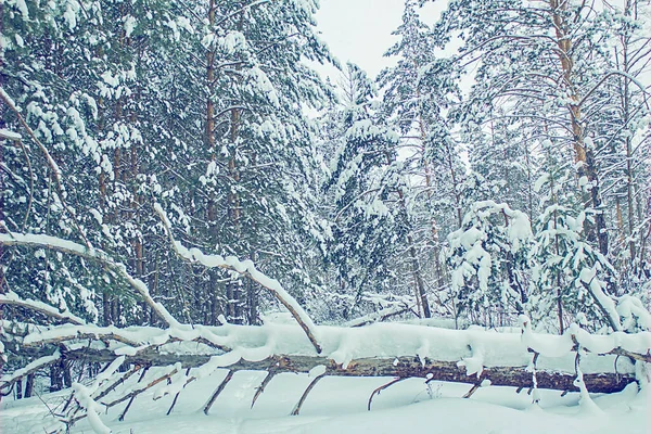 Zimowy Krajobraz Las Pokrytymi Śniegiem Jodłami — Zdjęcie stockowe