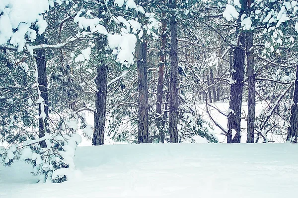 Зимовий Пейзаж Ліс Сніговим Покриттям Ялинки — стокове фото