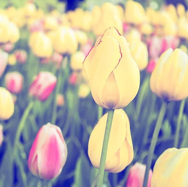 Pink Yellow Tulips Spring Meadow Background Field Tulips — Stock Photo, Image