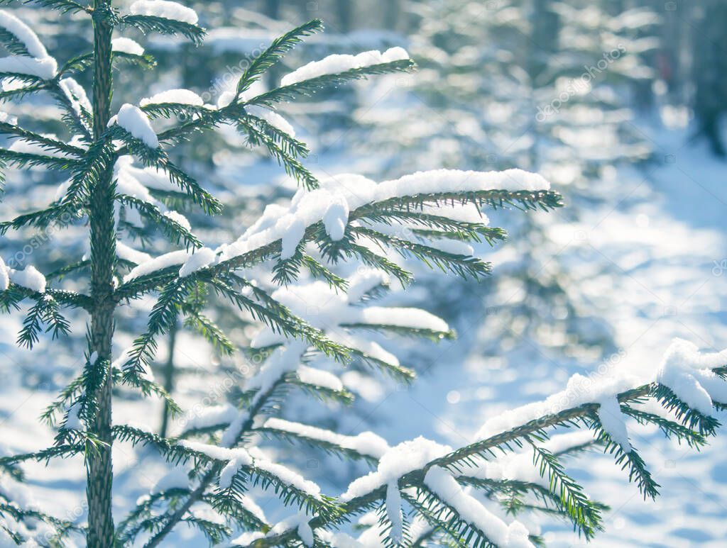 Winter snow forest, fir tree snow covered close up.