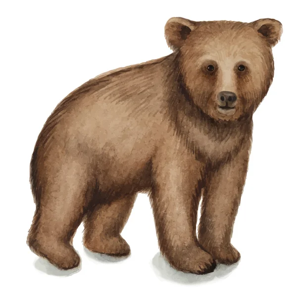 熊の茶色 — ストックベクタ