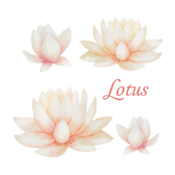 Lotus — Stockvektor