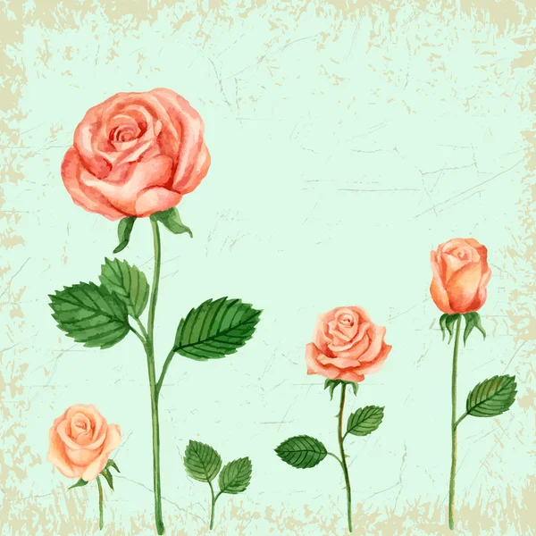 Aquarelle Vector Rose — Image vectorielle