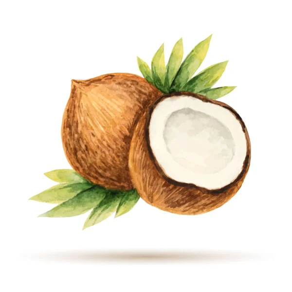 Kokosnuss — Stockvektor