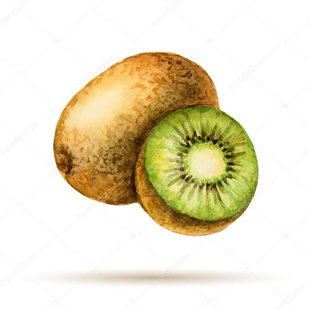 Kiwi  hand drawn watercolor, on a white background. Vector illustration.