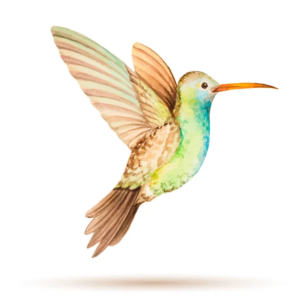 Colibri — Image vectorielle