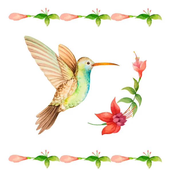 Colibrí — Archivo Imágenes Vectoriales