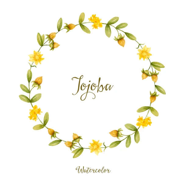 Jojoba