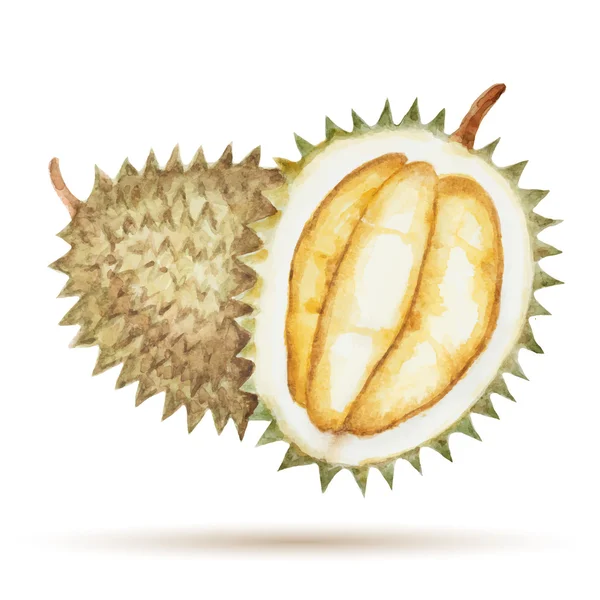 Durian mão desenhada aquarela — Vetor de Stock