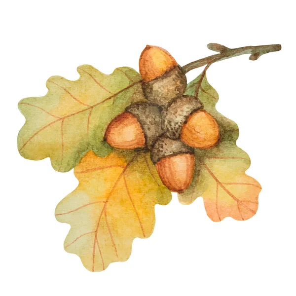Watercolor oak branch with acorns — Stock Vector