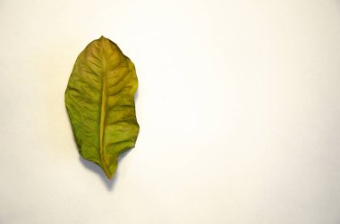 Beyaz arka planda kurutulmuş limon yaprağı.