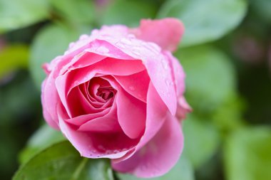 Pembe gül gülümsemek